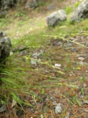 Achnatherum bromoides