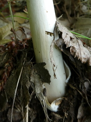 Amanita calida