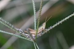 Dichromorpha prominula