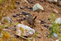 Pteroptochos megapodius