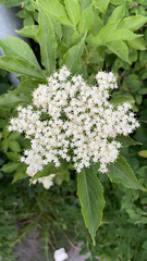 Sambucus nigra