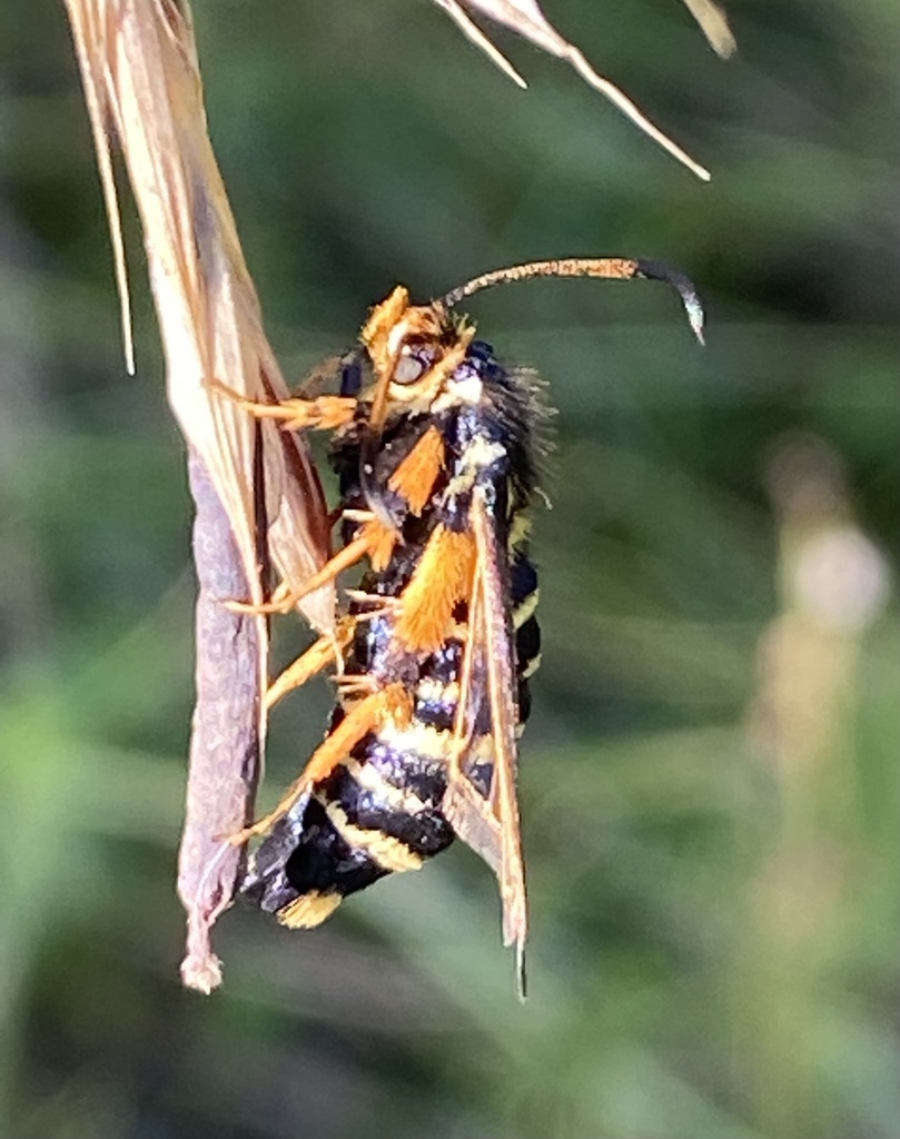 Bembecia scopigera