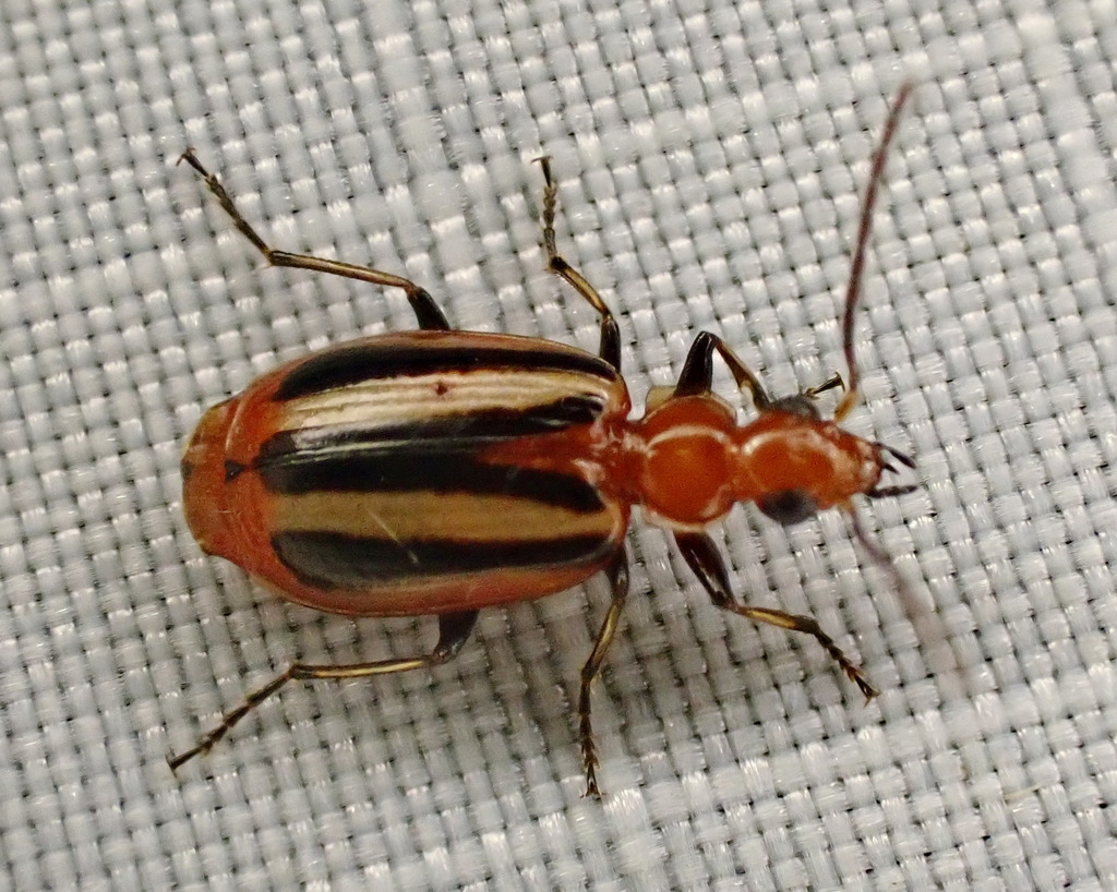 Lebia vittata