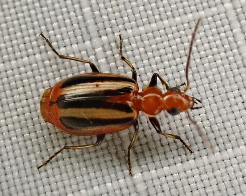 Lebia vittata