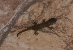 Gonatodes humeralis