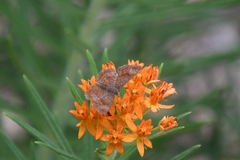 Calephelis arizonensis