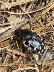 Heterocnemis graeca