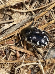 Heterocnemis graeca