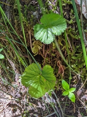 Rubus lasiococcus