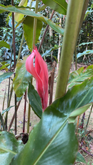 Etlingera elatior