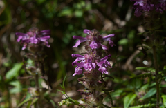 Pedicularis refracta transmorrisonensis