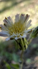 Hypochaeris albiflora