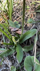 Hypochaeris albiflora