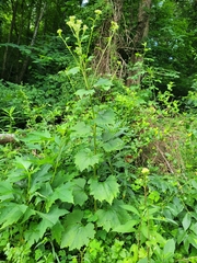 Arnoglossum reniforme