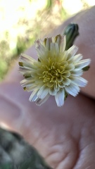 Hypochaeris albiflora