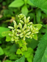 Arnoglossum reniforme