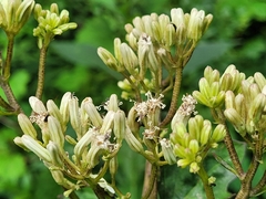 Arnoglossum reniforme