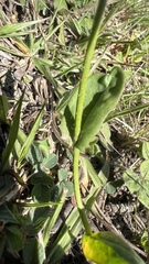 Hypochaeris albiflora