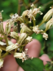 Arnoglossum reniforme