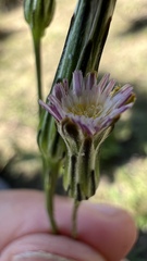 Hypochaeris albiflora