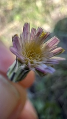 Hypochaeris albiflora