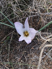 Colchicum melanthoides melanthoides