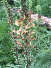 Pedicularis procera