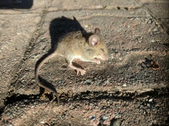 Peromyscus gambelii