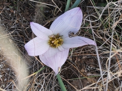 Colchicum melanthoides melanthoides