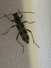 Chlorophorus herbstii