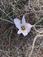 Colchicum melanthoides melanthoides