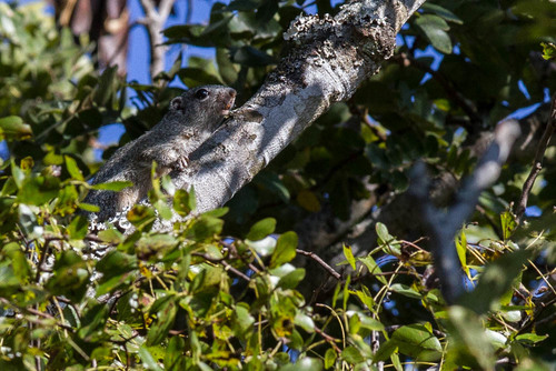 Heliosciurus gambianus