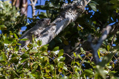 Heliosciurus gambianus