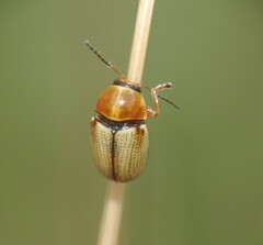 Cryptocephalus fulvus