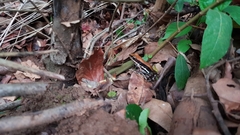 Hydrophylax bahuvistara