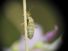 Rhopalus parumpunctatus