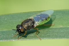 Odontomyia virgo