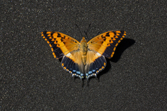 Charaxes saturnus saturnus