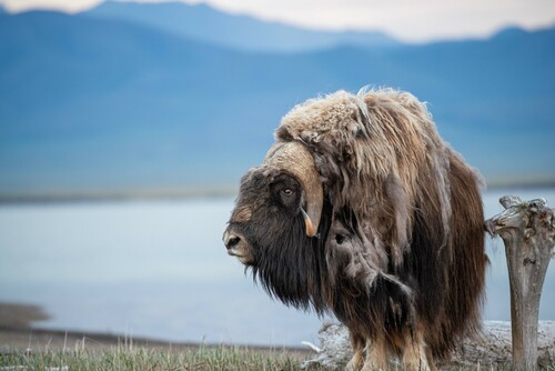 Muskox photographed in Alaska