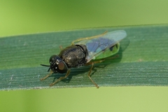 Odontomyia virgo