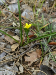 Linum nodiflorum