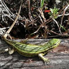 Stenocercus trachycephalus