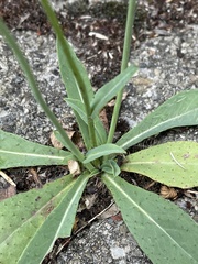 Pilosella piloselloides