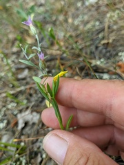 Linum nodiflorum