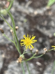 Pilosella piloselloides