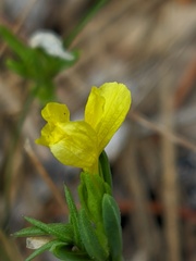 Linum nodiflorum