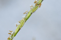 Digitaria sericea