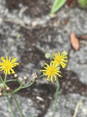 Pilosella piloselloides