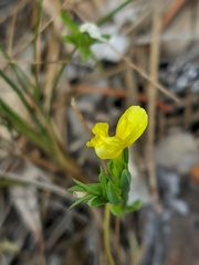 Linum nodiflorum
