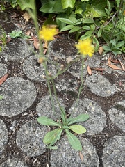 Pilosella piloselloides